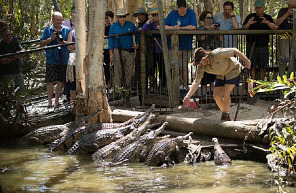 Hartley’s Crocodile Farm - Premier Shuttles and Tours