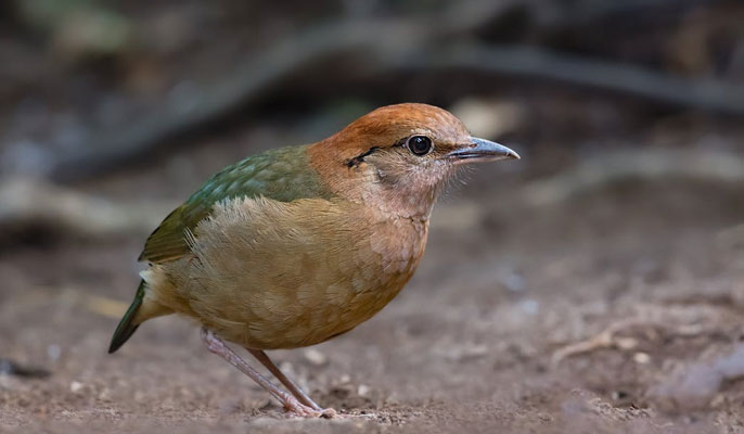Go to Barron Gorge National Park to watch Noisy pitta using Cairns airport shuttle buses