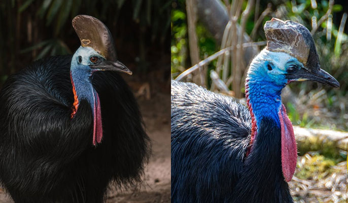Go to Barron Gorge National Park to watch Southern Cassowary using Cairns airport shuttle buses
