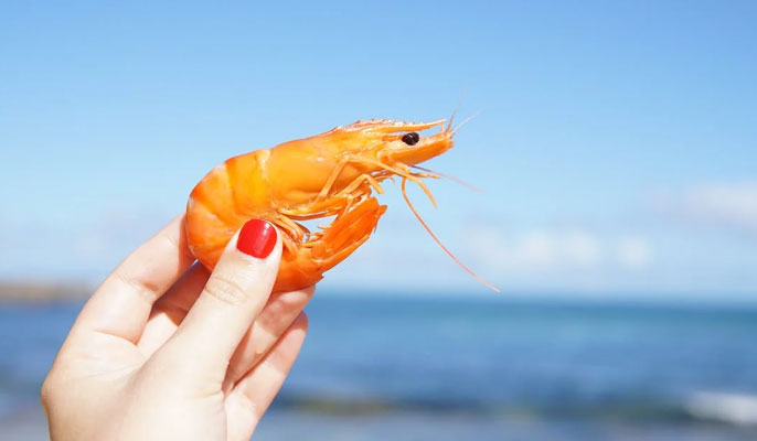 Prawns - Use Taxi service from Cairns Airport to Port Douglas to enjoy seafood in Australia