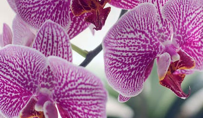 Visit Cairns Botanic Gardens to watch flowers using Cairns airport shuttle service